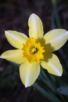 spring flower head in garden macro close up