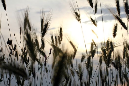 grass sunset in the meadow, macro close up