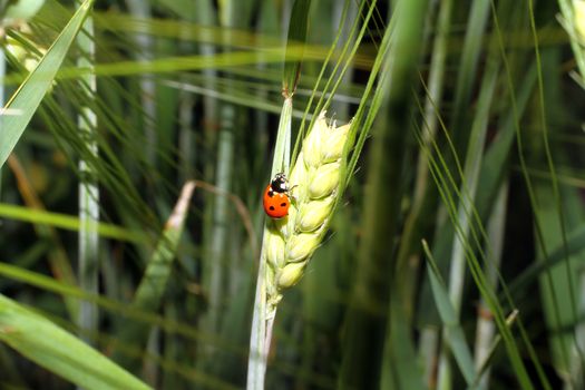 ladybird in grass barley close up macro