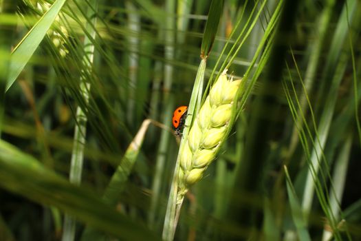 ladybird in grass barley close up macro