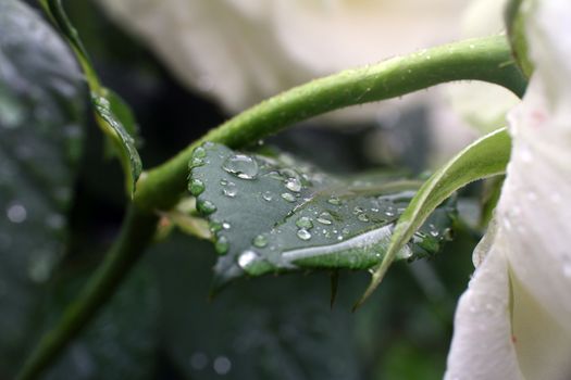 leaf rain drops in garden close up macro