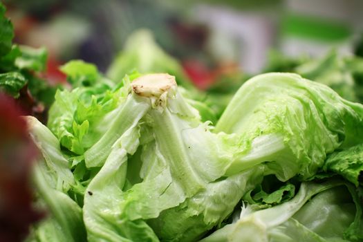 lettuce in green market macro close up