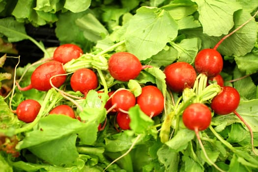 red radishes in market, macro close up