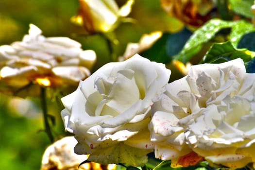 white rose in the garden, macro close up