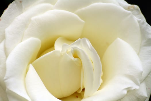 white rose in the garden, macro close up