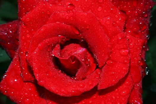 rose rain drops in the garden, macro close up