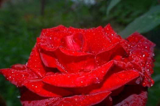rose rain drops in the garden, macro close up