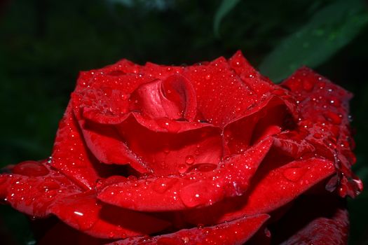 rose rain drops in the garden, macro close up