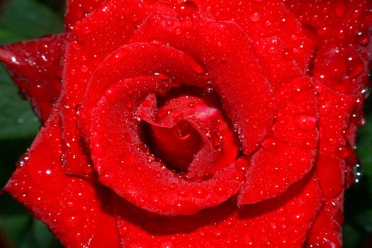 rose rain drops in the garden, macro close up