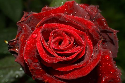 rose rain drops in the garden, macro close up