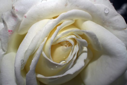 white rose in the garden, macro close up