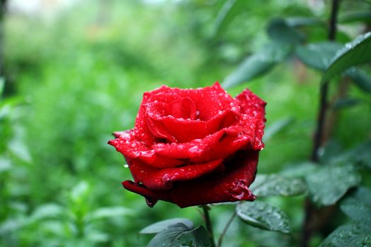 rose rain drops in the garden, macro close up