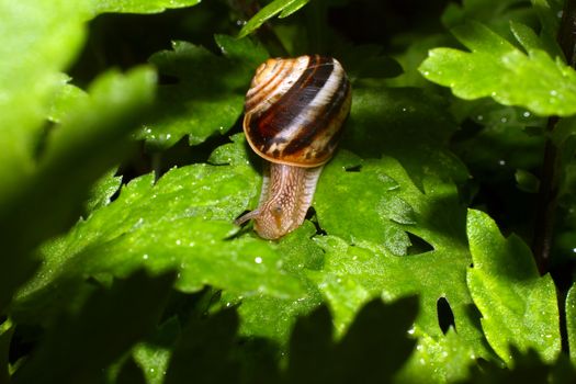 a little snail in garden, macro close up
