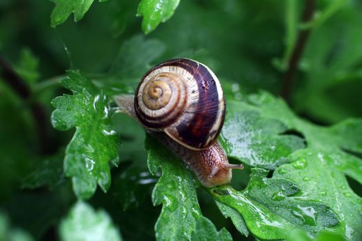 a little snail in garden, macro close up