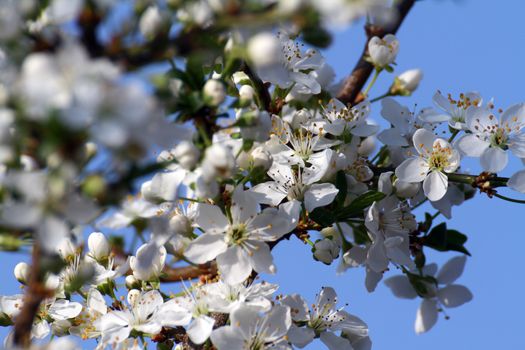 flowering tree in spring sun day macro