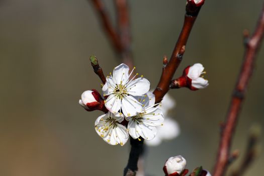 flowering tree in spring sun day macro