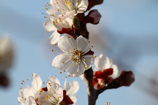 flowering tree in spring sun day macro