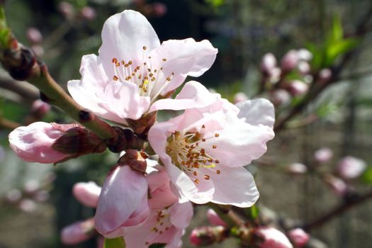 flowering tree in spring sun day macro