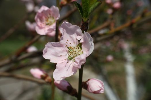 flowering tree in spring sun day macro