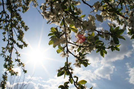 flowering tree in spring sun day macro