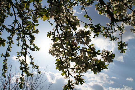 flowering tree in spring sun day macro