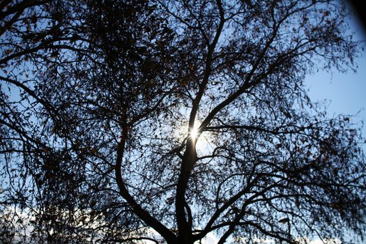 sun light ray tree, blue clear sky