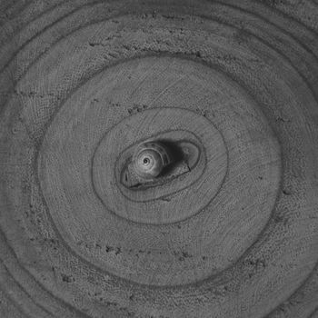 Brown snail, on tree trunk, age rings, lines, black and white, macro photography