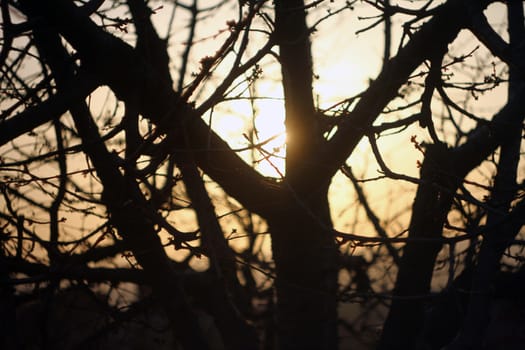 sunset sunrise tree, red orange pink sky landscape