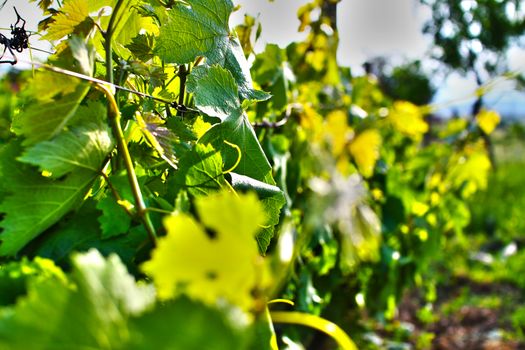Vineyard leaves close up, deep of field