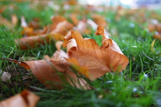 autumn leaves on ground, close up macro