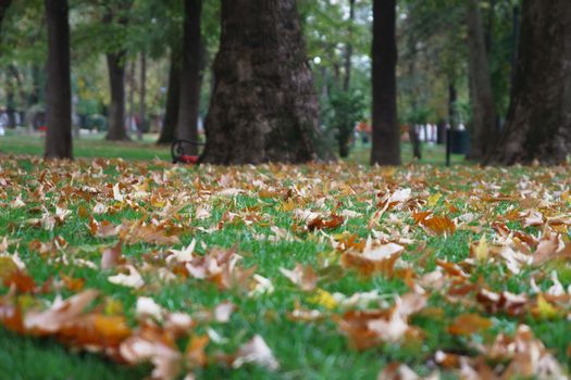 autumn leaves on green grass close up