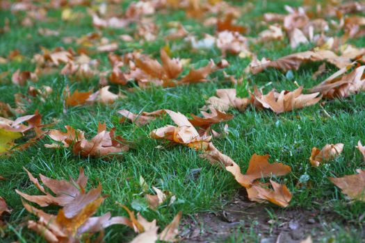 autumn leaves on green grass close up