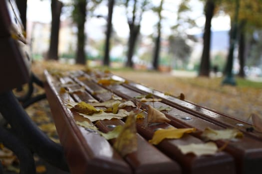 autumn leaves on a bench in the park