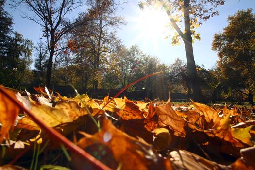 autumn leaves on ground, close up macro