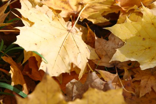 autumn leaves on ground, close up macro