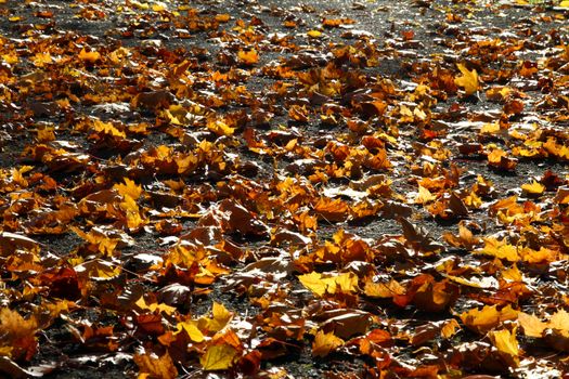 autumn leaves on ground, close up macro