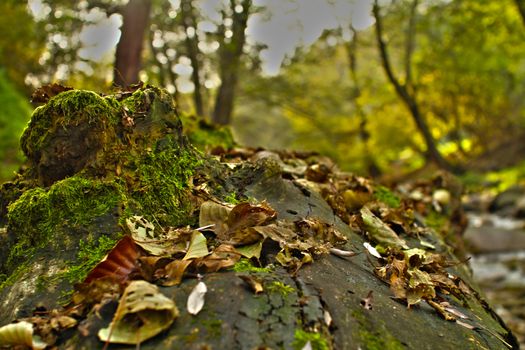 autumn leaves on ground, close up macro