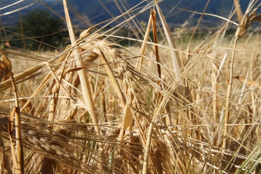 yellow barley in the field before harvesting