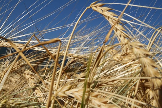 yellow barley in the field before harvesting