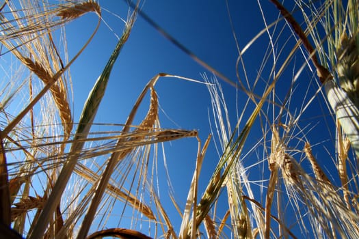 yellow barley in the field before harvesting