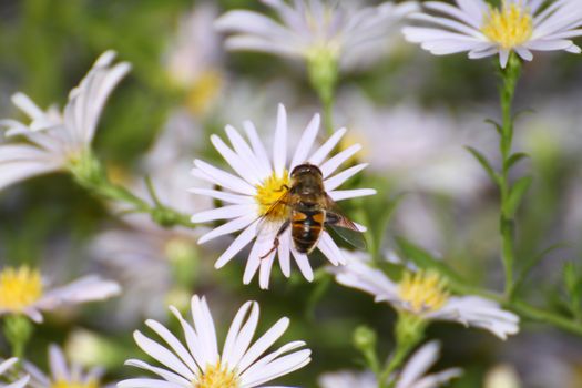 bee macro on spring flower, close up