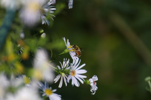 bee macro on spring flower, close up