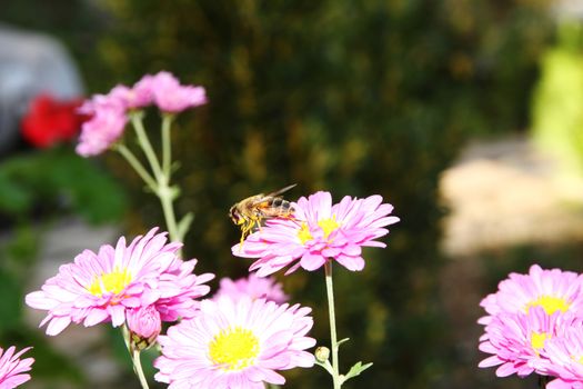 bee macro on spring flower, close up