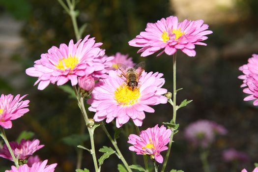 bee macro on spring flower, close up