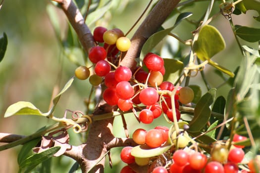 red berries in natural close up macro
