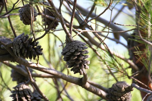 pine conifer on the tree close up