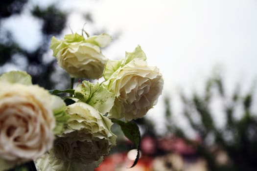 white rose at the garden, macro close up