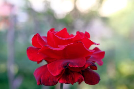 red rose at the garden, macro close up