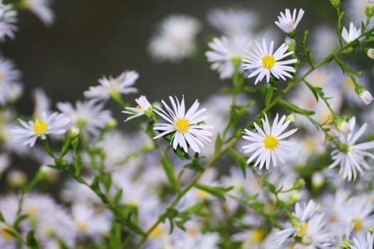 chamomile at the garden, macro close up