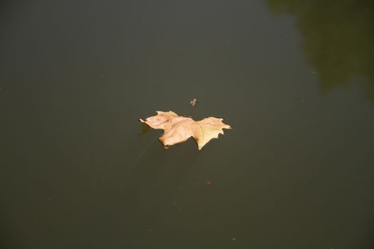 autumn leaf floating in the a lake